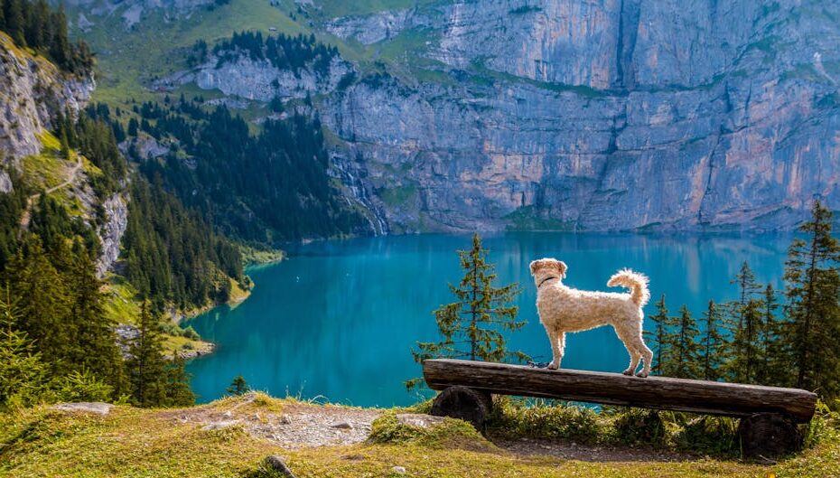 A dog stands on a bench overlooking a turquoise mountain lake surrounded by pine trees.